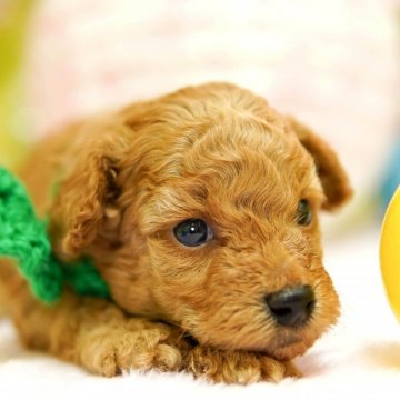 トイプードル(タイニー)【大分県・男の子・2020年2月29日・アプリコット】の写真「キリっとしたキレイな瞳が印象的な男前くん♡」