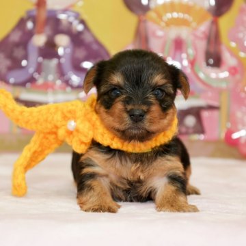 ヨークシャーテリア【大分県・女の子・2021年1月22日・スティールブルー&タン】の写真「東京・大阪・北海道・沖縄、対応可能です☆」