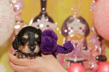 ミニチュアダックスフンド(ロング)【大分県・男の子・2020年12月24日・ブラック&イエロー】の写真「整ったお顔のハンサムボーイ♡」