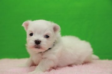 マルチーズ【大分県・男の子・2013年11月25日・ホワイト】の写真「ふわ」