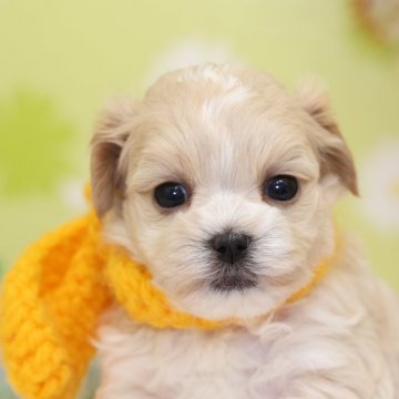 ミックス(マルチーズxプードル)【大分県・男の子・2022年3月28日・クリーム】の写真「東京・大阪・北海道・沖縄、対応可能です☆」