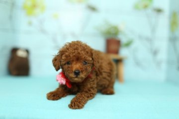 トイプードル(トイ)【大分県・女の子・2017年6月12日・レッド】の写真「手足が短く、ふわふわのドワーフ系です☆」