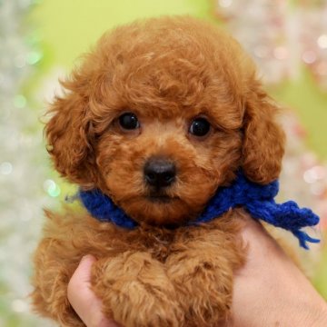 トイプードル(トイ)【大分県・男の子・2022年3月6日・レッド】の写真「東京・大阪・北海道・沖縄、対応可能です☆」