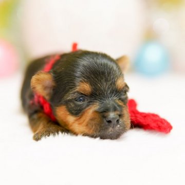 ヨークシャーテリア【大分県・女の子・2020年3月29日・スティールブルー&タン】の写真「大きなお目目でお人形さんのような女の子です♡♡」