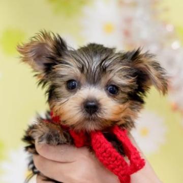 ヨークシャーテリア【大分県・女の子・2022年6月13日・スティールブルー&タン】の写真「東京・大阪・北海道・沖縄、対応可能です☆」