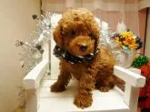 トイプードル(トイ)【大分県・男の子・2012年9月14日・レッド】の写真2