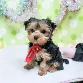 ヨークシャーテリア【大分県・女の子・2023年1月4日・スティールブルー&タン】の写真3