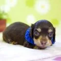 カニンヘンダックスフンド(ロング)【大分県・男の子・2019年4月17日・チョコ&イエロー】の写真4「お尻までとってもキュートです(*^▽^*)5/11に撮影しました☆」
