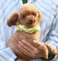 トイプードル(トイ)【大分県・男の子・2017年10月5日・クリーム】の写真5「父犬　バジル君」
