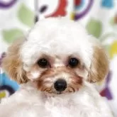 ティーカッププードル【香川県・男の子・2025年6月16日・アプリコット】の写真2