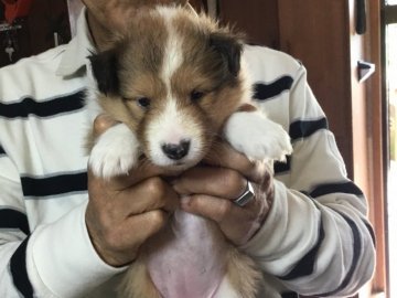 シェットランドシープドッグ【長崎県・女の子・2020年4月17日・セーブル】の写真「可愛い、可愛い娘です❤️」