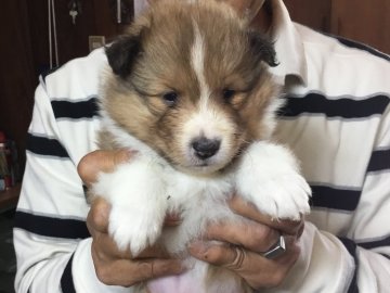 シェットランドシープドッグ【長崎県・女の子・2020年4月17日・セーブル】の写真「優しい　美人ですよ。才色兼備！と自負しています。」