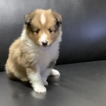 シェットランドシープドッグ【長崎県・男の子・2022年7月21日・セーブル】の写真「綺麗なフルカラーです。お父さんはチャンピオン」