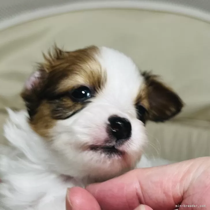 W.O 様のお迎えした子犬