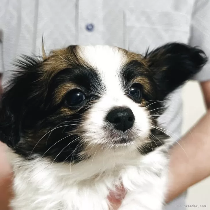 ID：2508-04073の子犬