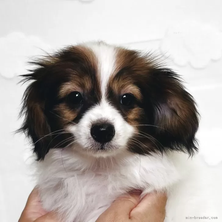 ID:2508-01342の子犬
