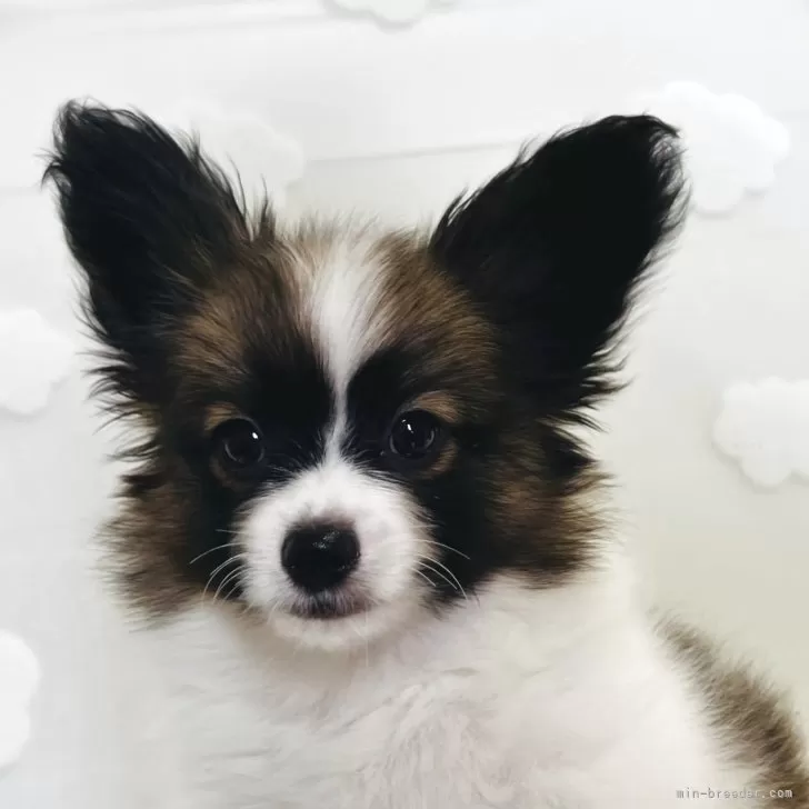 あや 様のお迎えした子犬