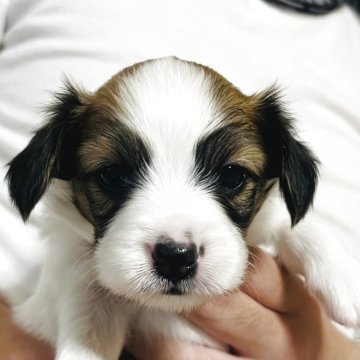 パピヨン【埼玉県・男の子・2025年11月9日・ホワイト アンド レッド】の写真「パピヨンらしいお顔の子🌟パパはチャンピオン」