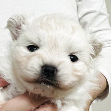 ポメラニアン【埼玉県・女の子・2025年11月14日・ホワイト】の写真「丸顔丸っこい女の子🩷パパは韓国輸入犬」