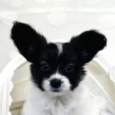 パピヨン