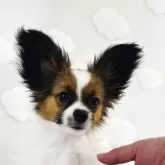 パピヨン