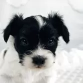 パピヨン