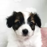 パピヨン