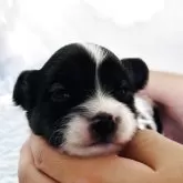 パピヨン