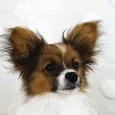 パピヨン