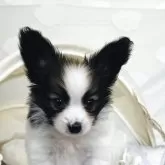 パピヨン