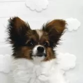 パピヨン