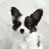 パピヨン