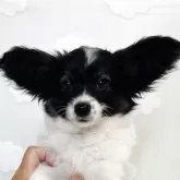 パピヨン