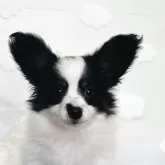 パピヨン
