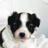 パピヨン