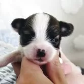パピヨン