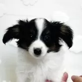 パピヨン