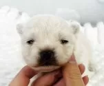 ポメラニアン【埼玉県・女の子・2025年11月14日・ホワイト】の写真4「平べったいお顔🌟」