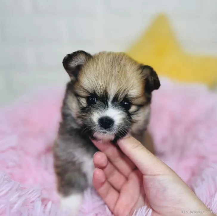 ID：2409-07771の子犬