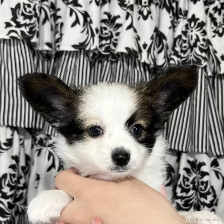 ID：2405-02601の子犬