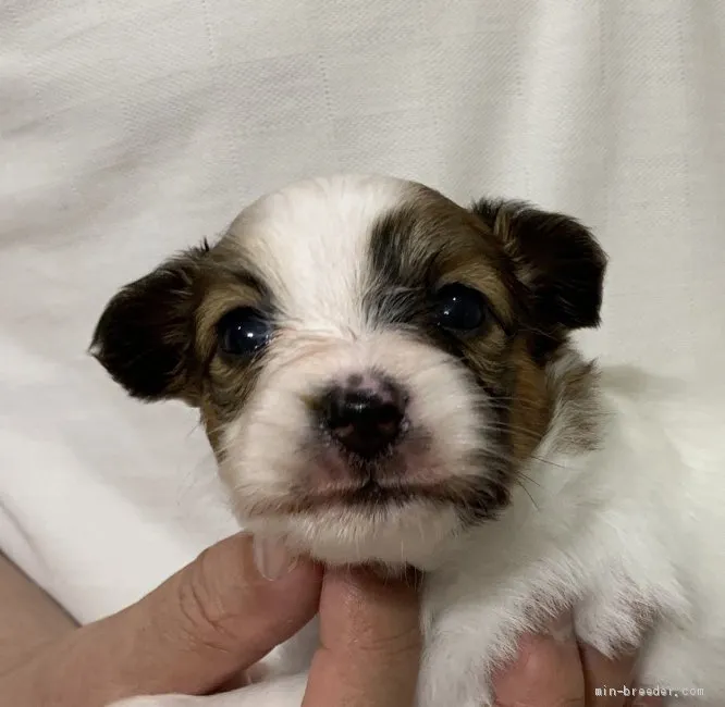 ID：2006-02665の子犬