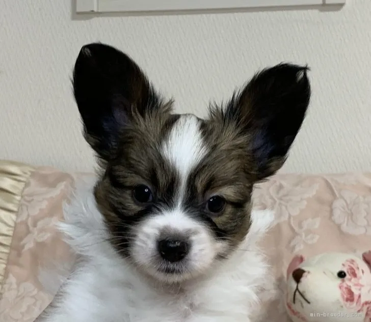 ID:2009-02376の子犬