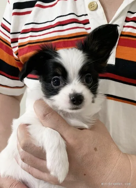 ID:2006-00598の子犬