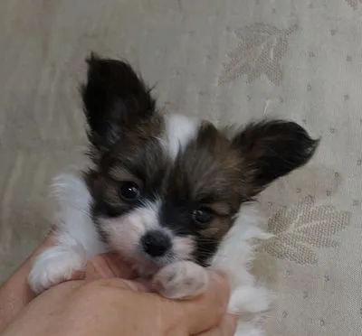 ID:1609-00330の子犬