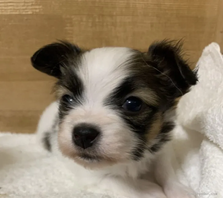 ID：2011-02464の子犬