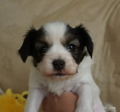 ID：1512-01693の子犬