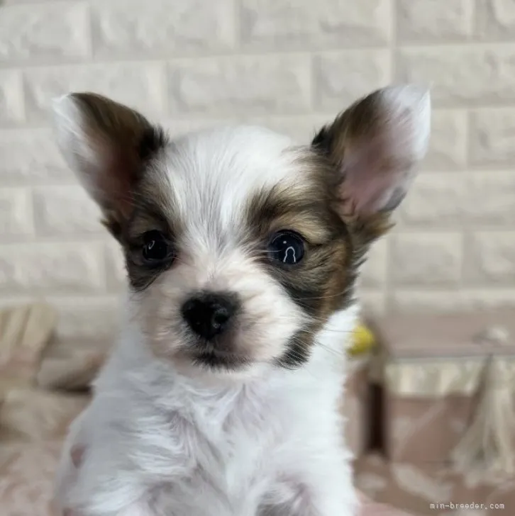 ID：2301-04046の子犬
