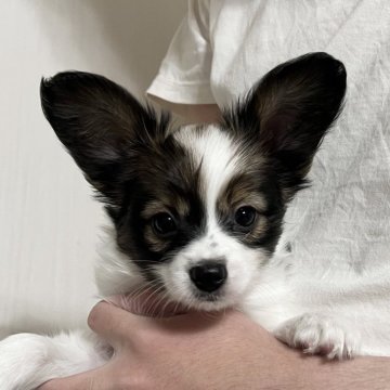 パピヨン【埼玉県・男の子・2023年11月1日・ホワイト アンド レッド】の写真「イケメン君の男の子(パパチャンピオン🏆)」