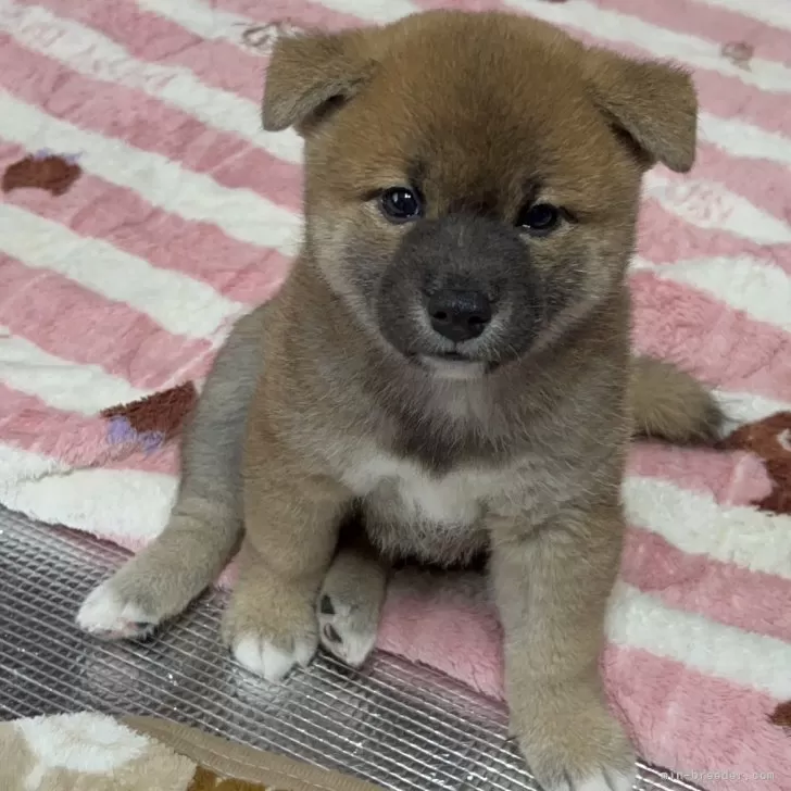 まき 様のお迎えした子犬