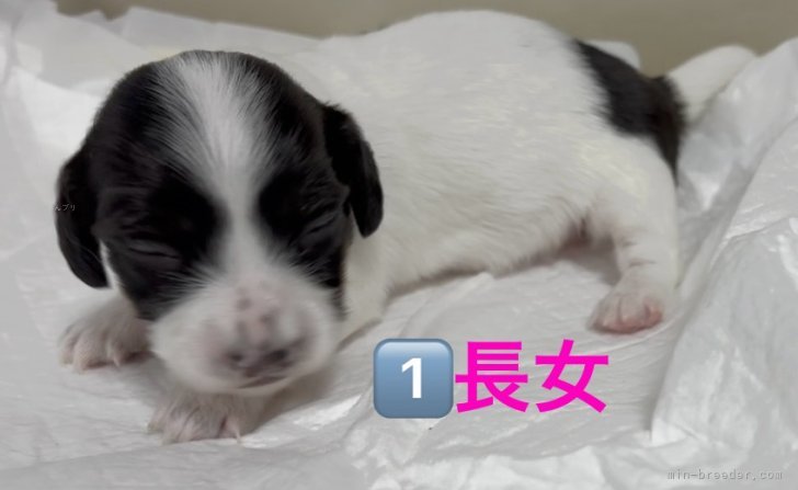 高井明美ブリーダーのブログ：生後15日目　ミニチュアダックス子犬